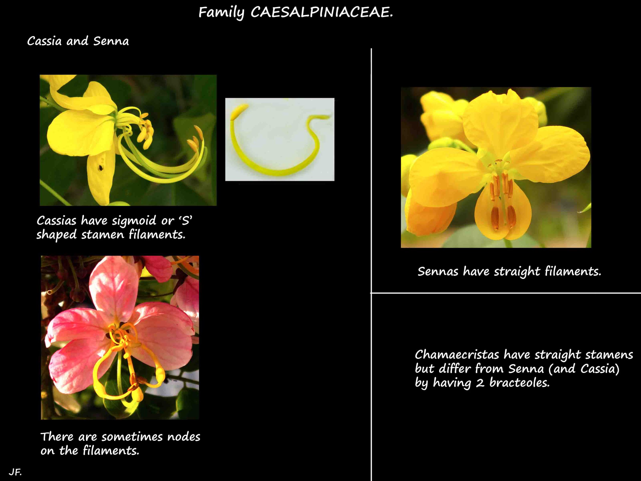 1 Cassia or Senna